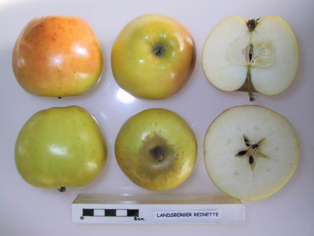 Landsberger Reinette apple