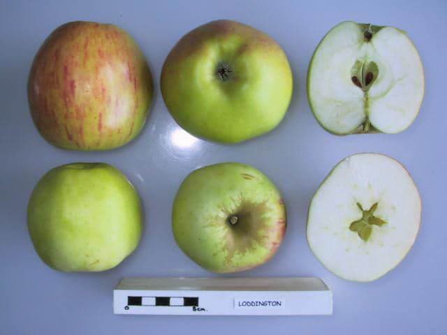 Stone apple