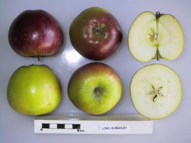 Lord Burghley apple