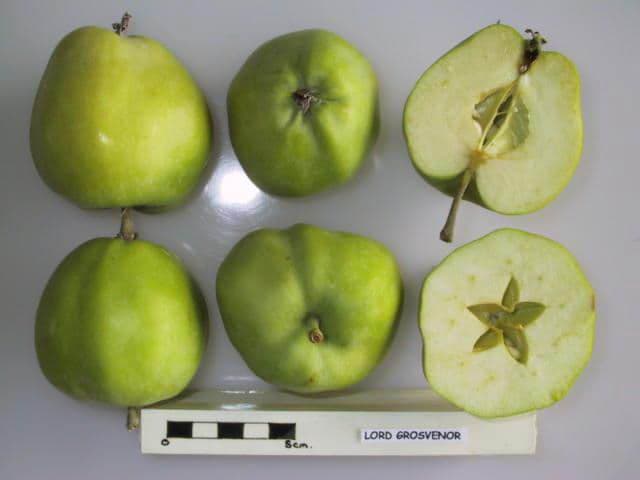 Lord Grosvenor apple