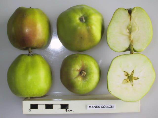 Manks Codlin apple