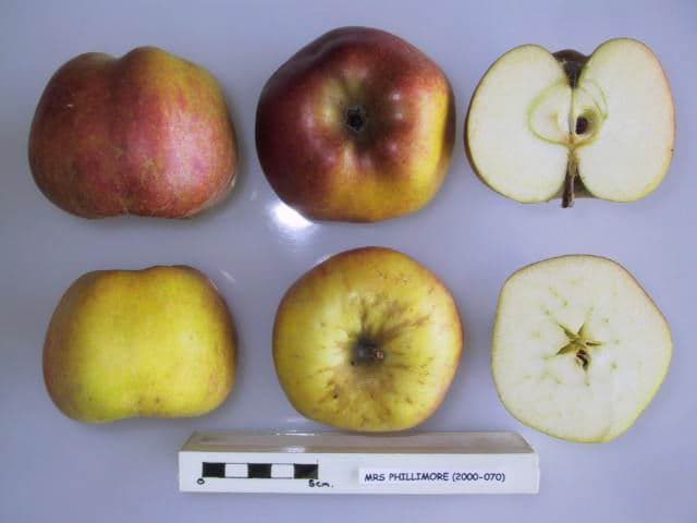 Mrs. Phillimore apple