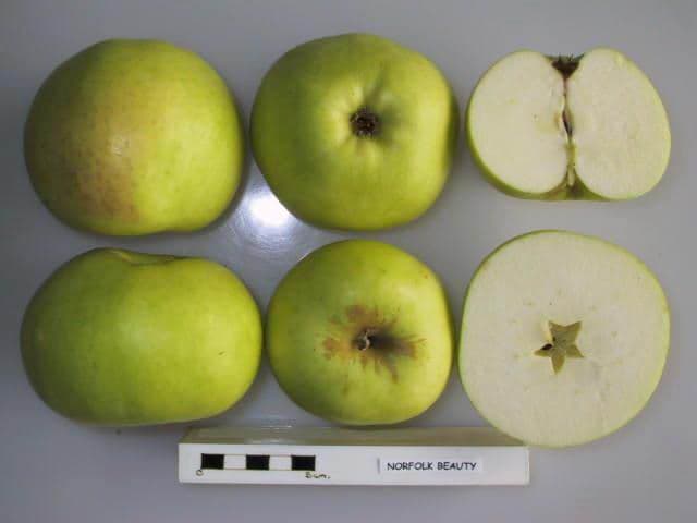 Norfolk Beauty apple