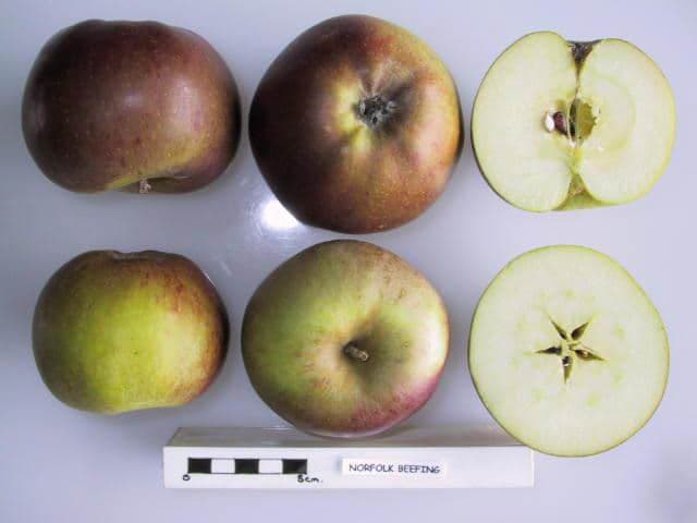 Norfolk Beefing apple