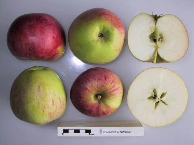 Peasgood's Nonsuch apple