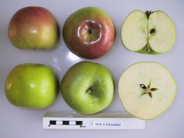 Peck Pleasant apple