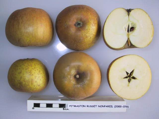 Russet Nonpareil apple