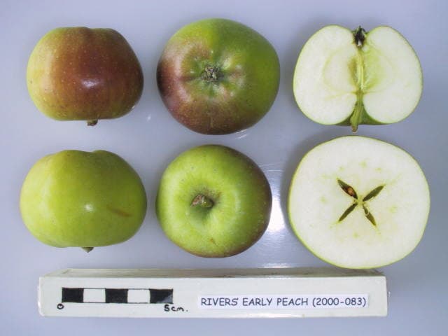 Rivers' Early Peach apple