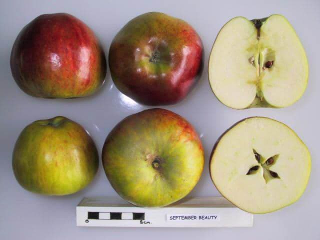 September Beauty apple