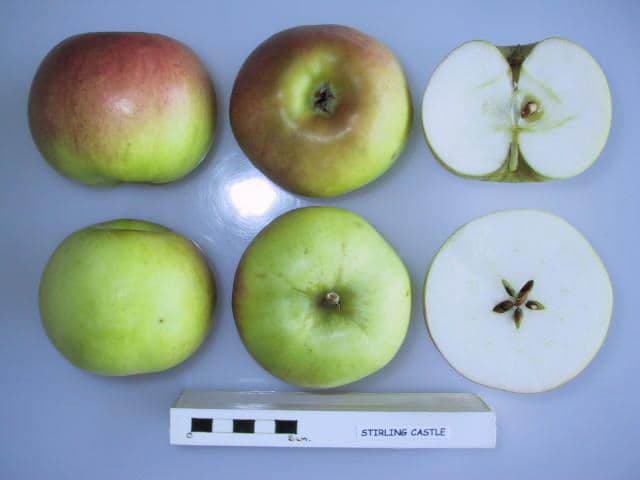 Stirling Castle apple