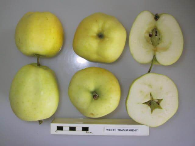 White Transparent apple