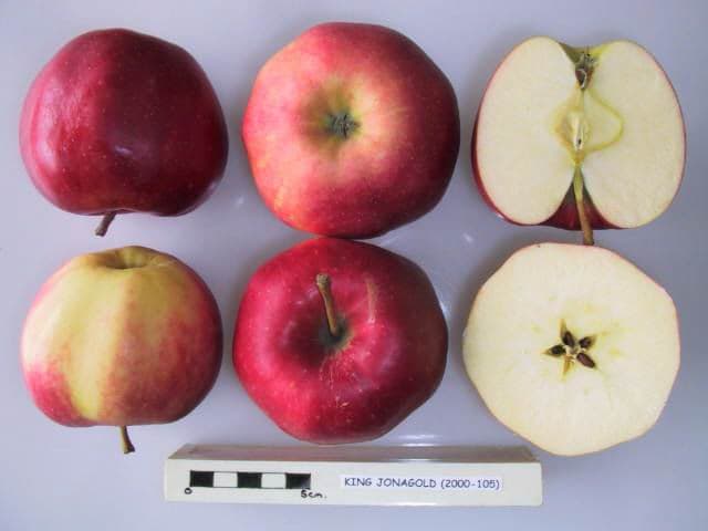 King Jonagold apple