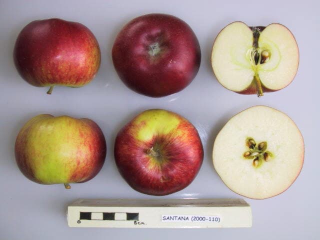 Santana apple