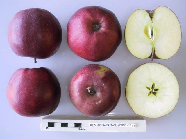 Red Jonaprince apple