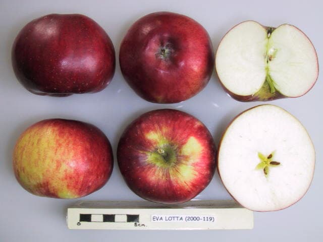 Eva Lotta apple