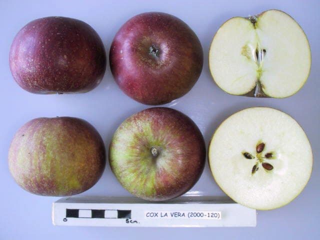 Cox La Vera apple