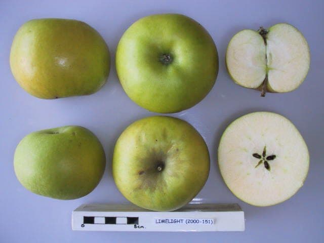 Limelight apple