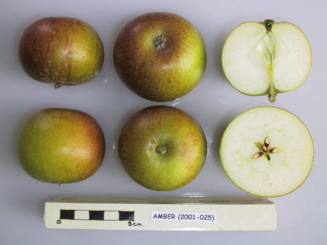 Amber apple
