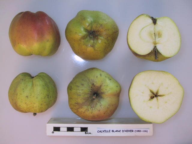 Calville Blanc d'Hiver apple