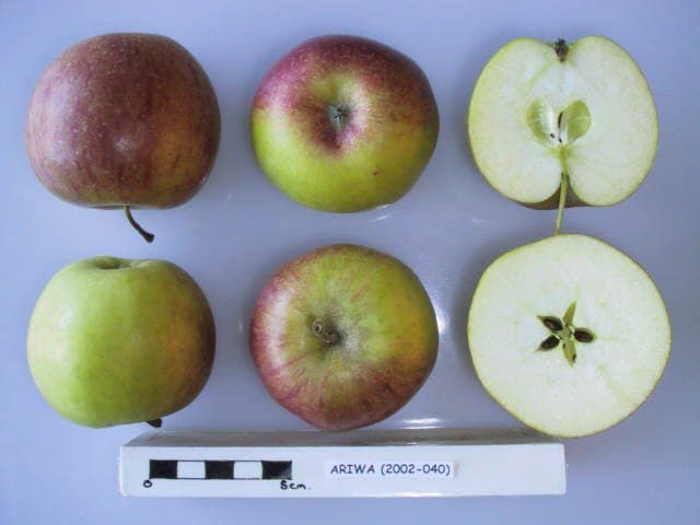 Ariwa apple