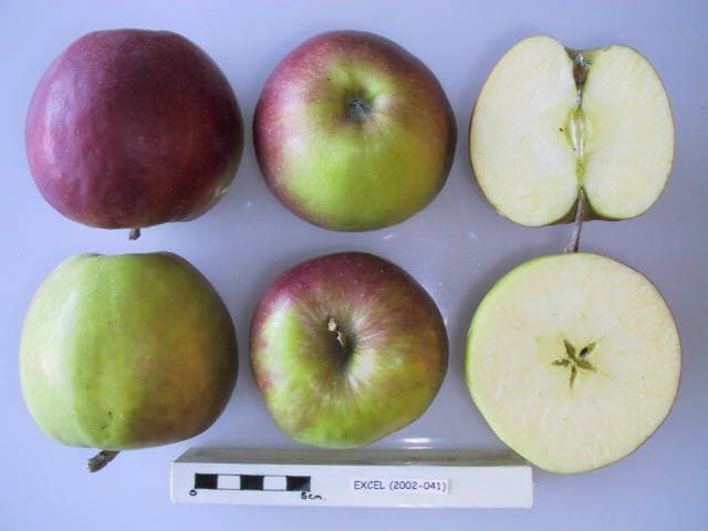 Excel apple