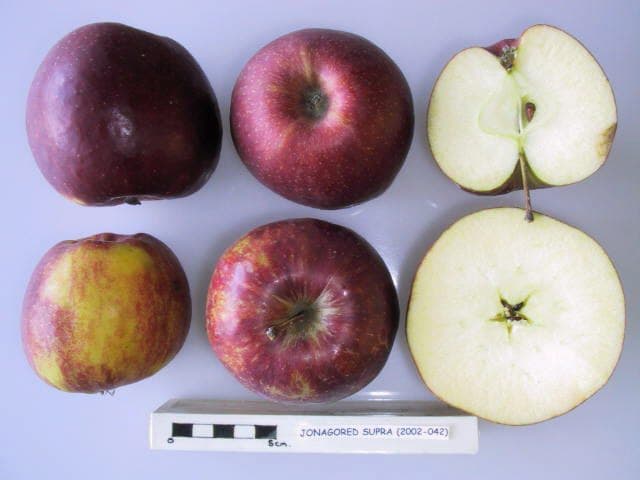 Jonagored Supra apple