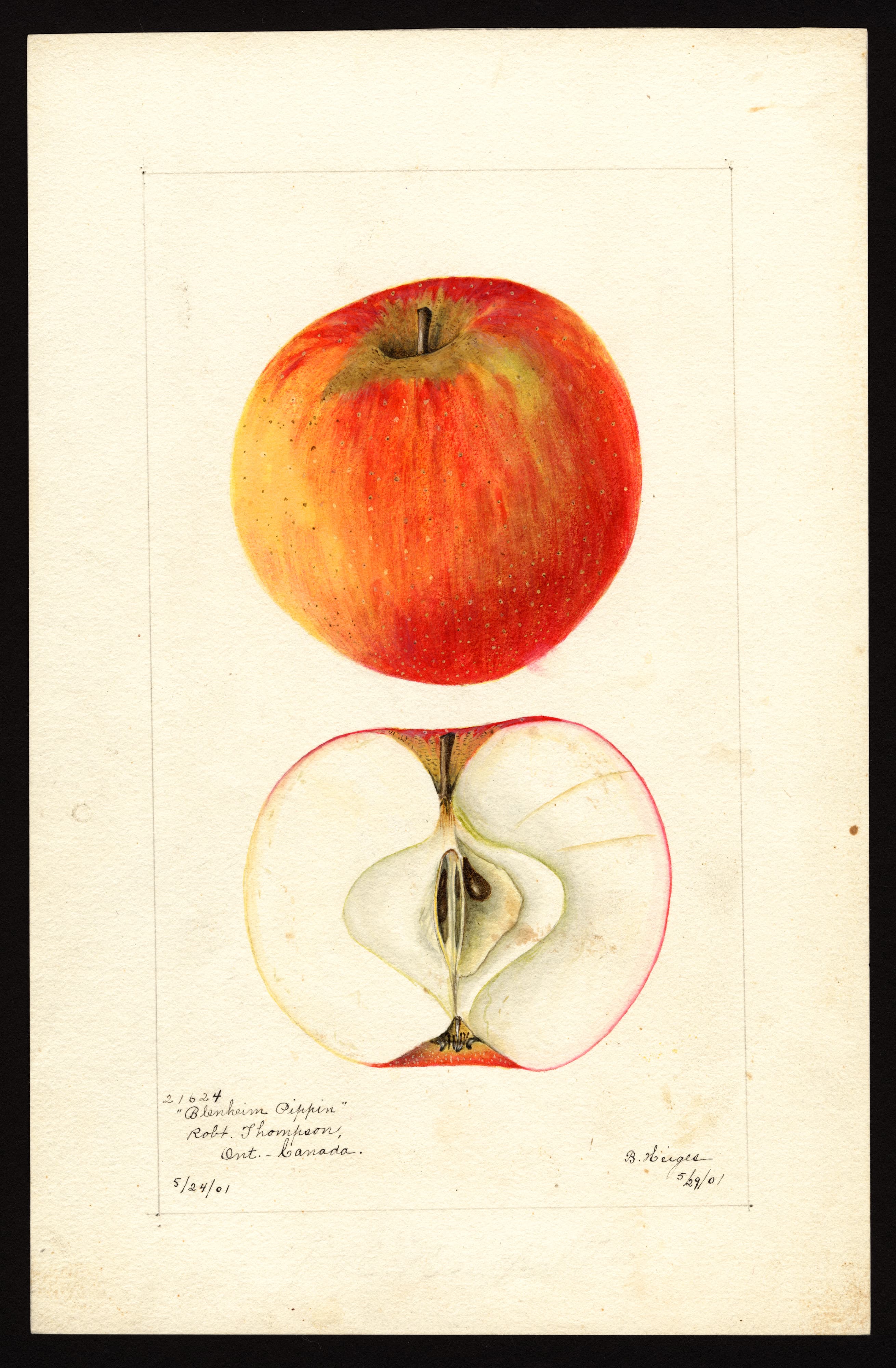 Malus domestica: Blenheim Pippin