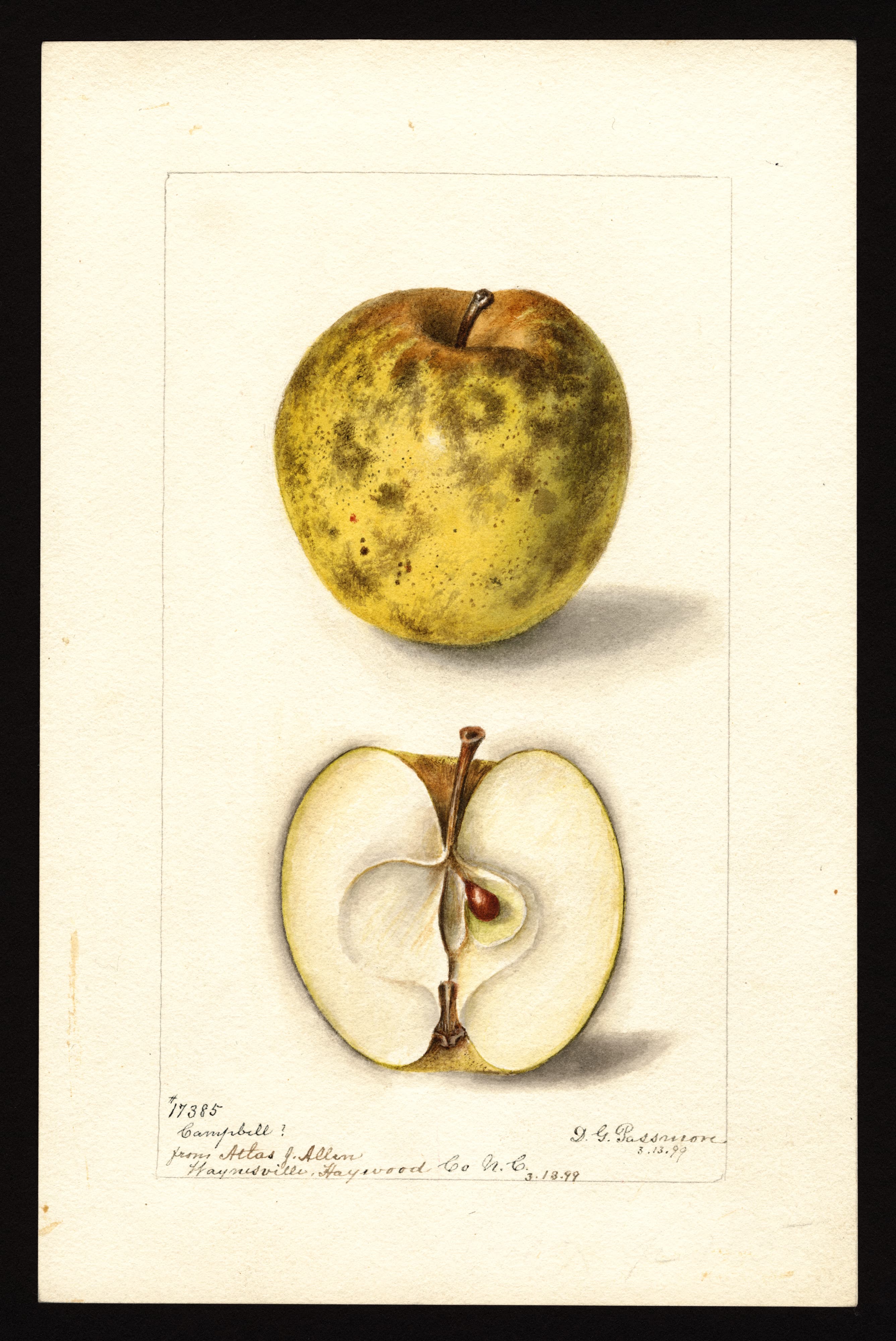 Malus domestica: Campbell