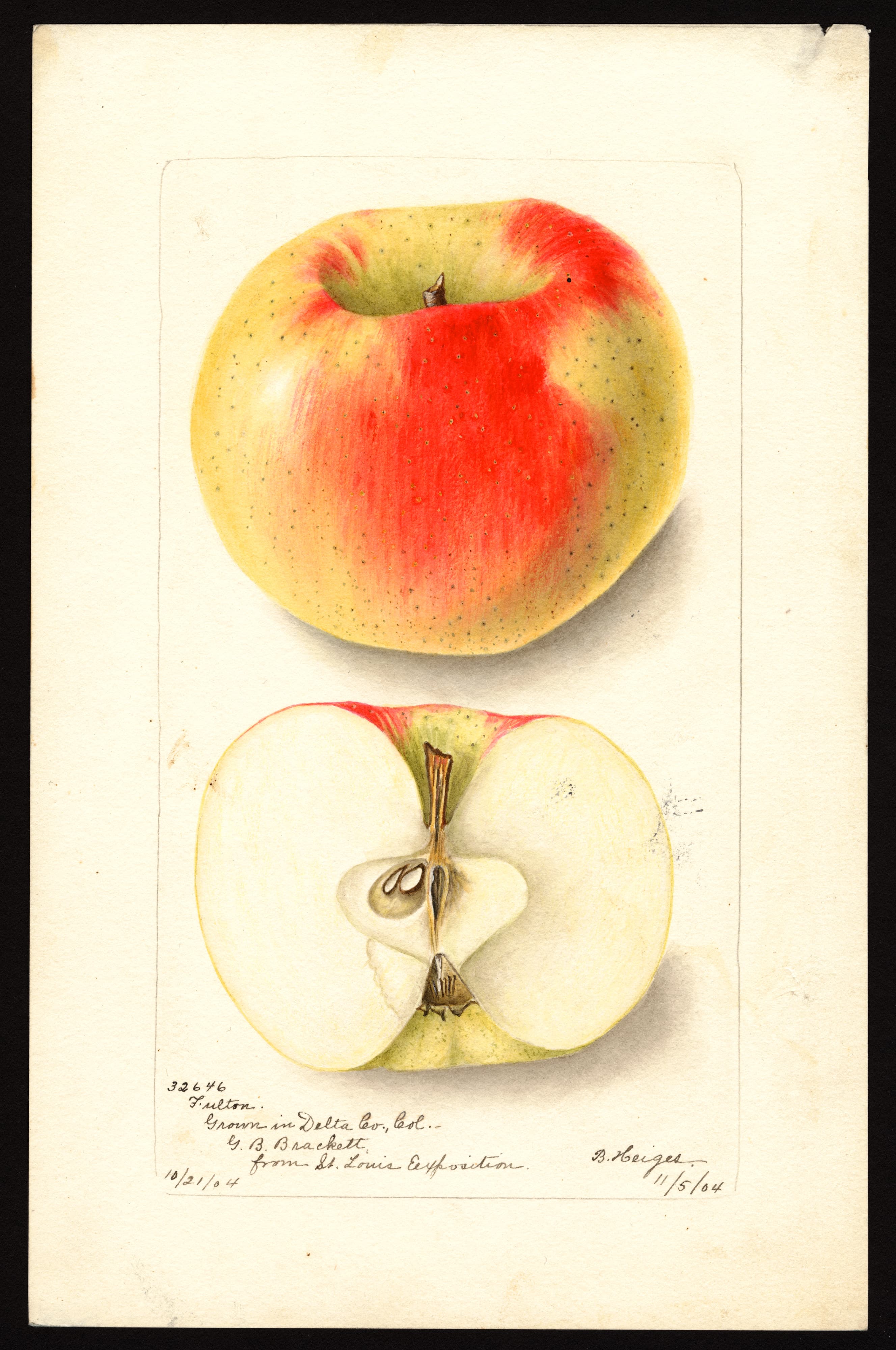 Malus domestica: Fulton