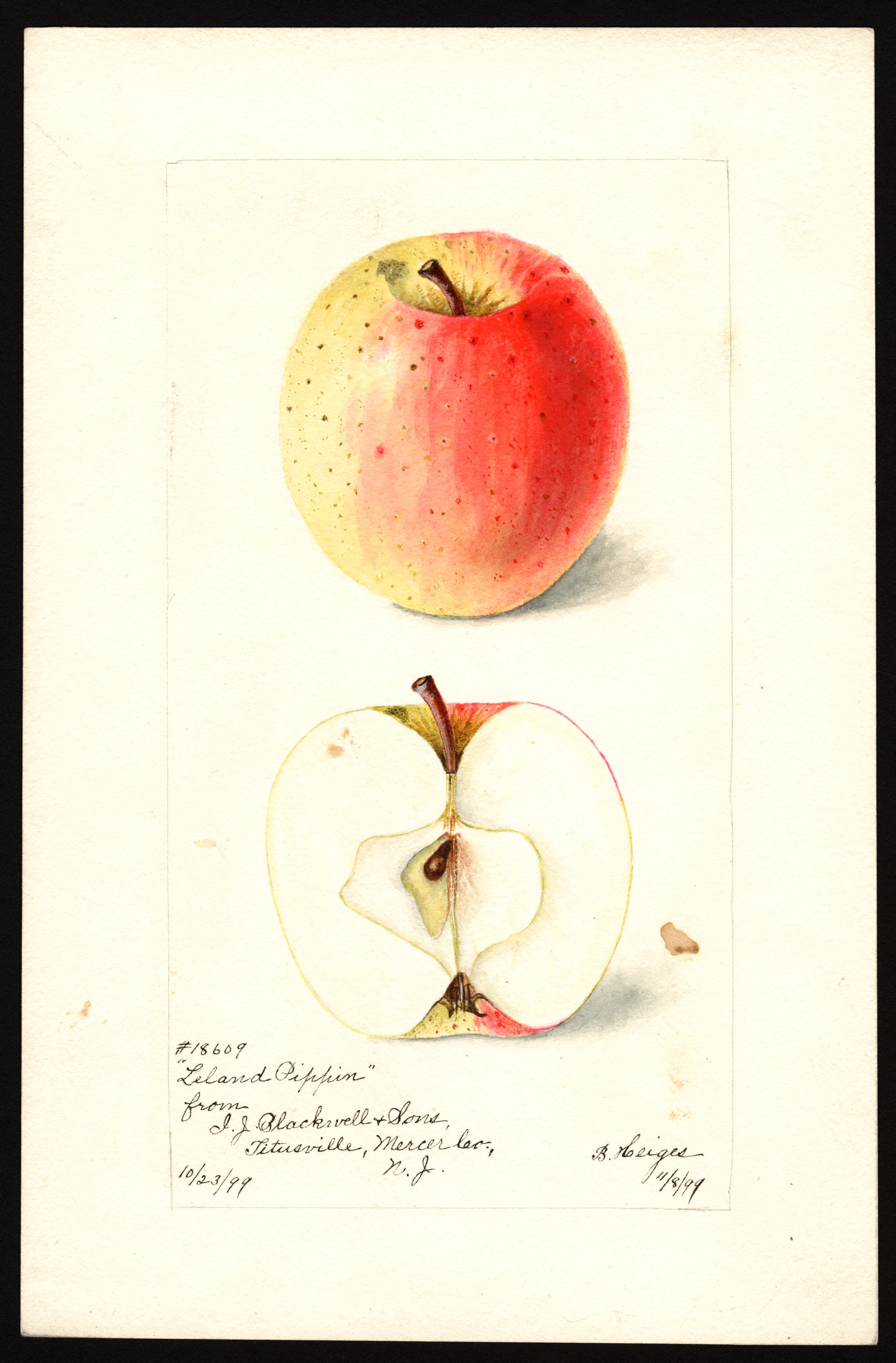 Malus domestica: Leland Pippin