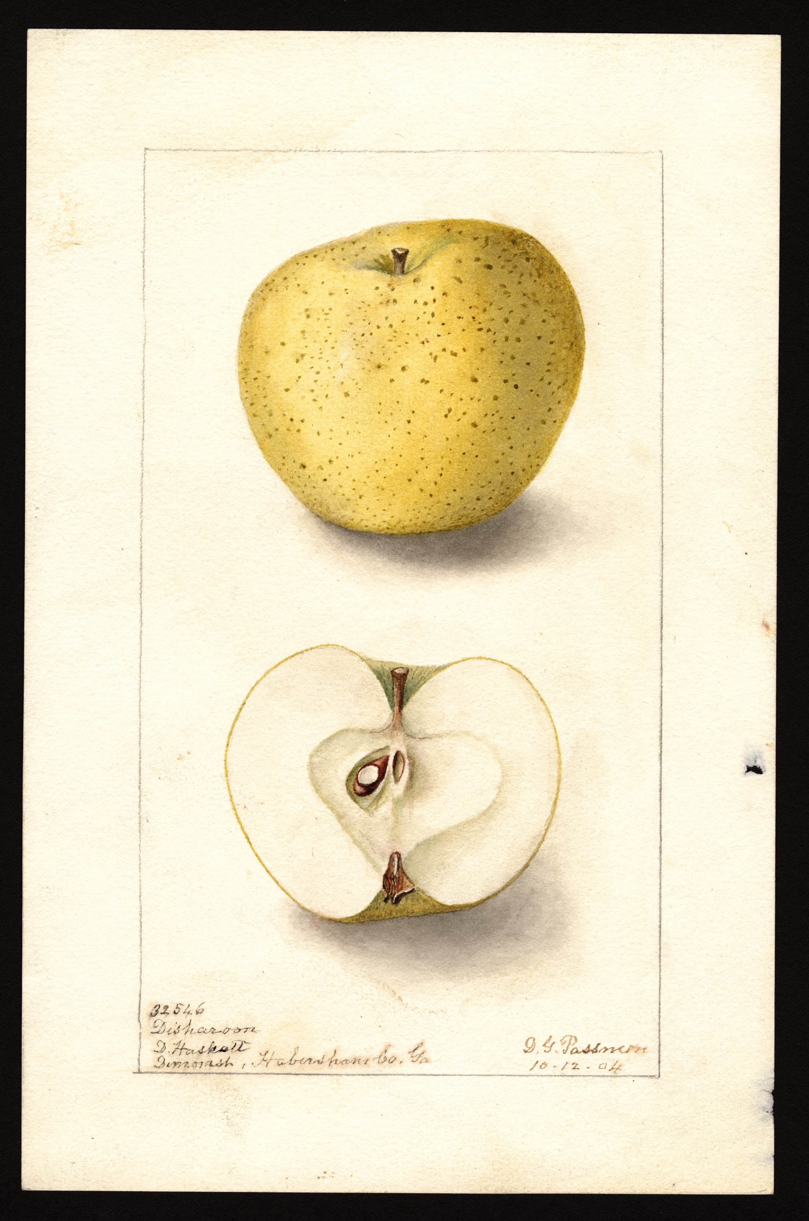 Malus domestica: Disharoon