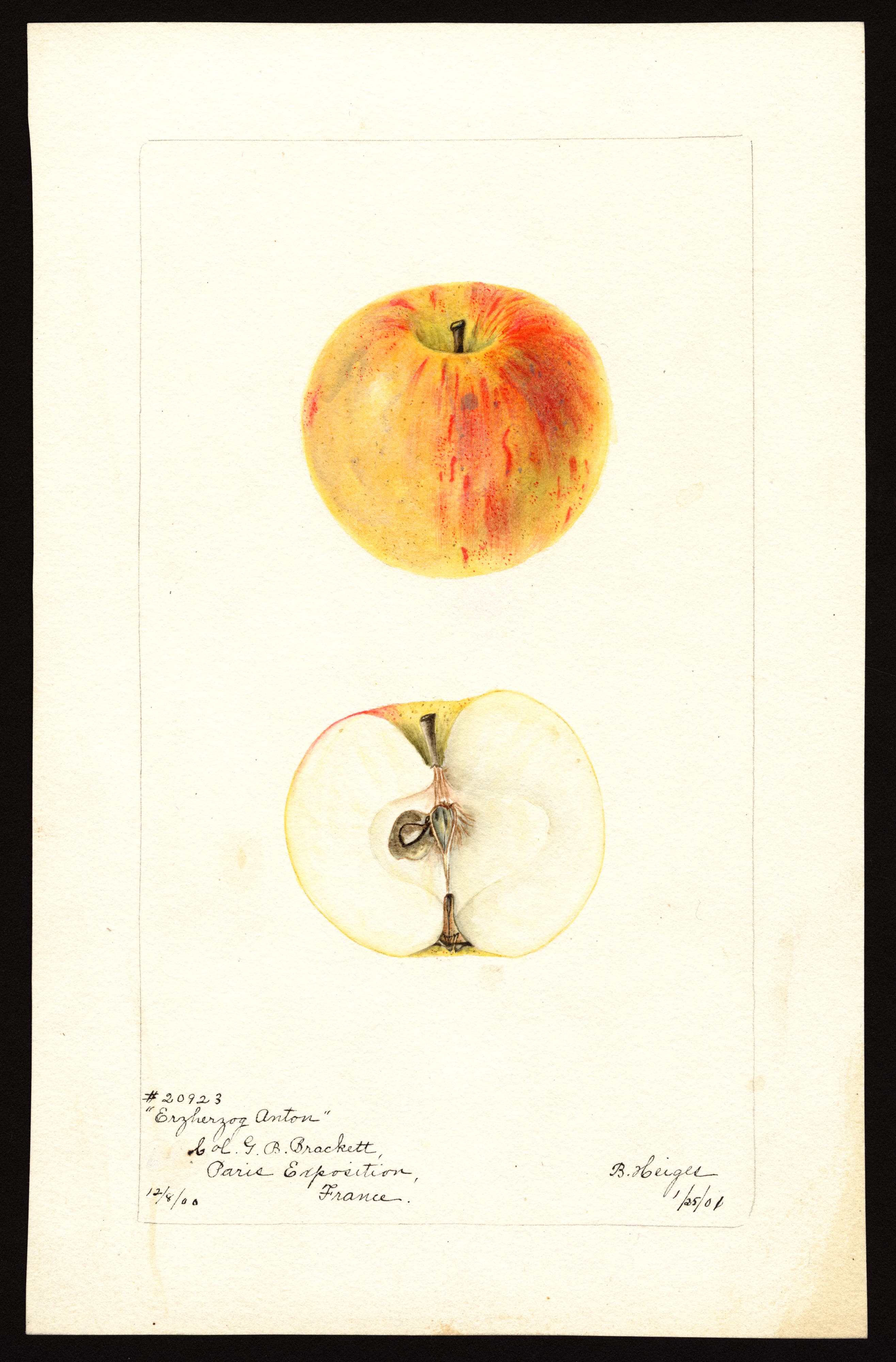 Malus domestica: Erzherzog Anton