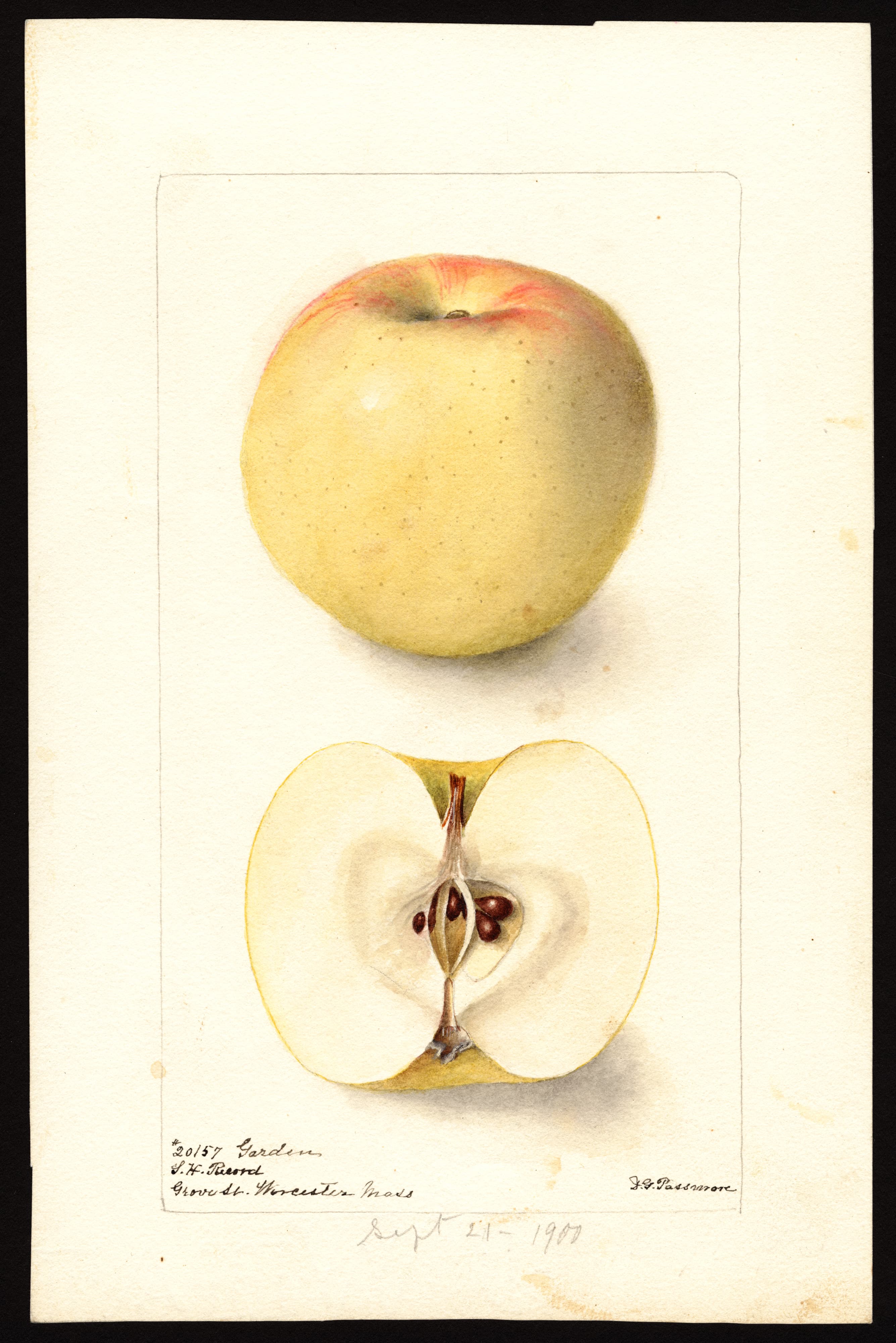 Malus domestica: Garden