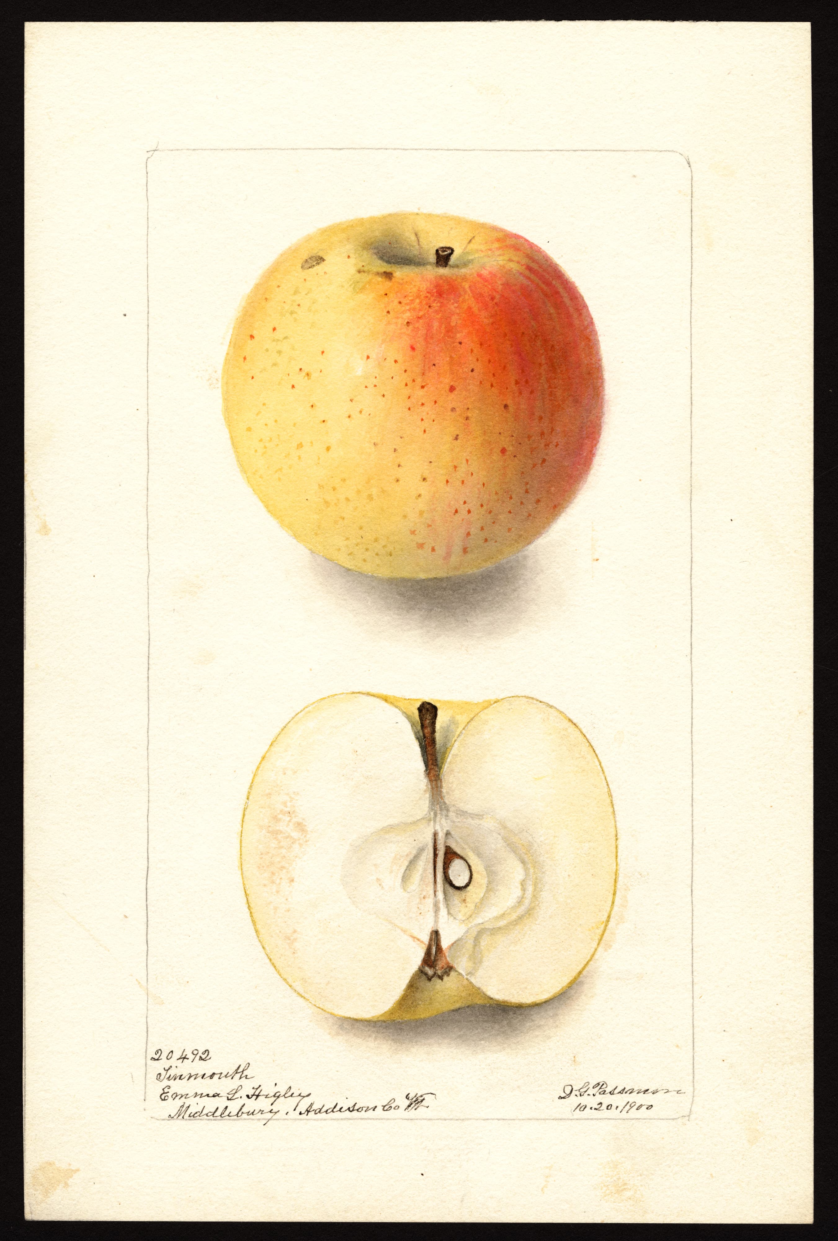 Malus domestica: Tinmouth