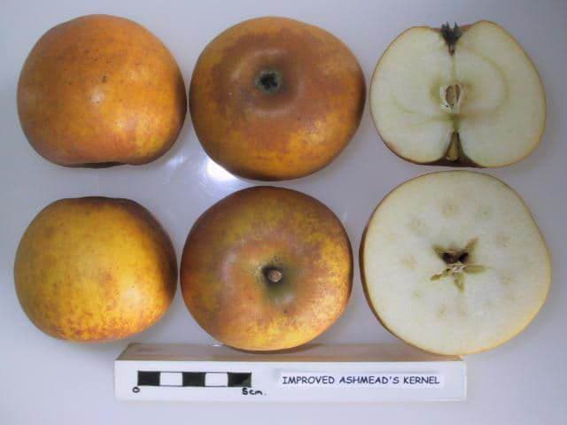 Improved Ashmead's Kernel apple