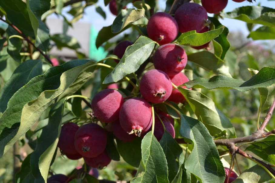 Dolgo apple