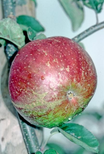 Lewis Incomparable apple