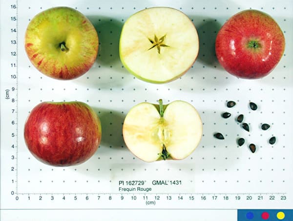 Frequin Rouge apple