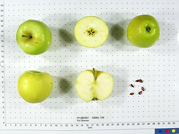 Ein Shemer apple