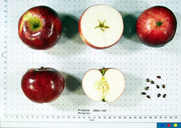Montgomery apple