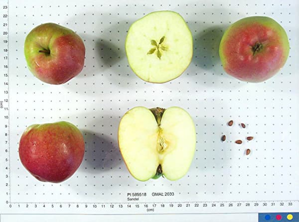 Sandel apple