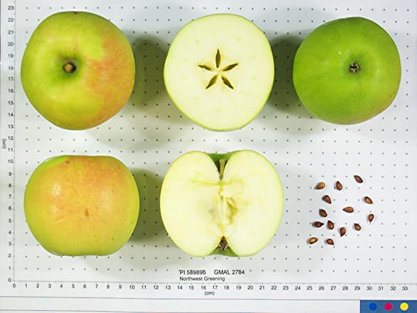 Northwest Greening apple