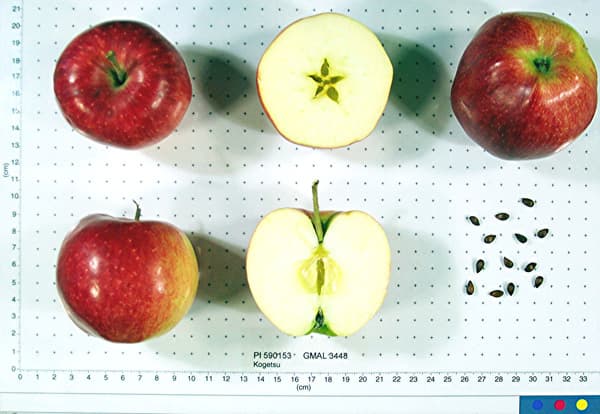 Kogetsu apple