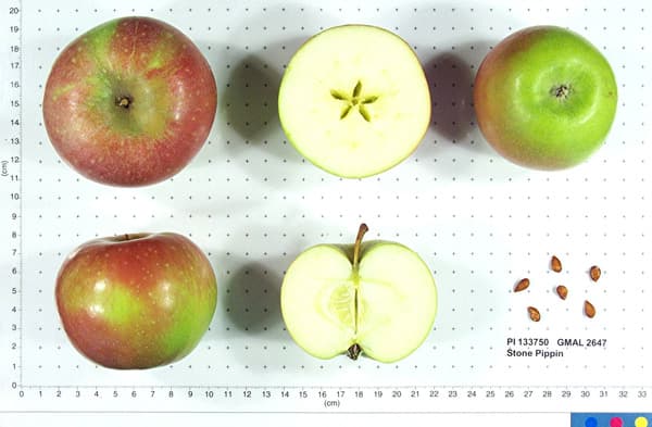 Stone Pippin apple