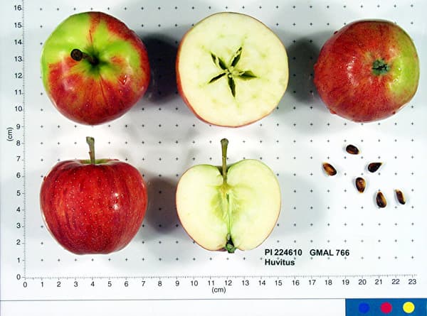 Huvitus apple