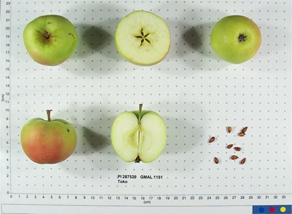 Toko apple