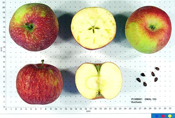 Duchess apple