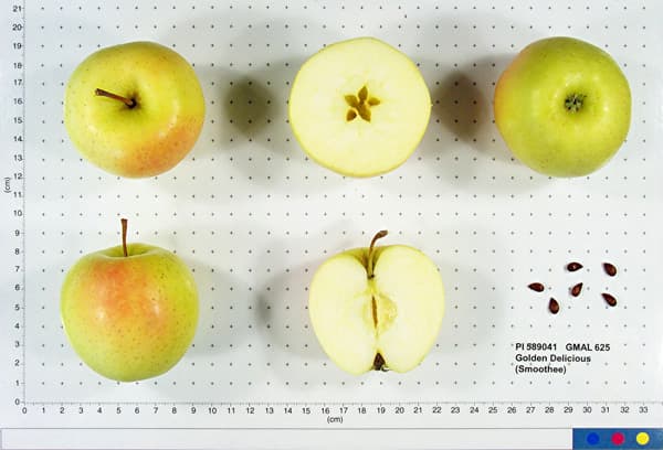 Golden Delicious (Smoothee) apple