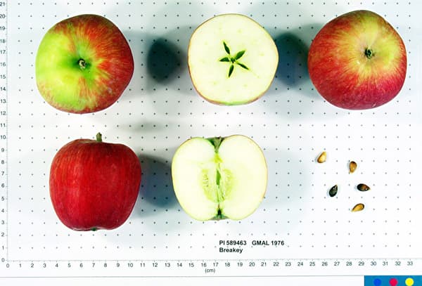 Breakey apple
