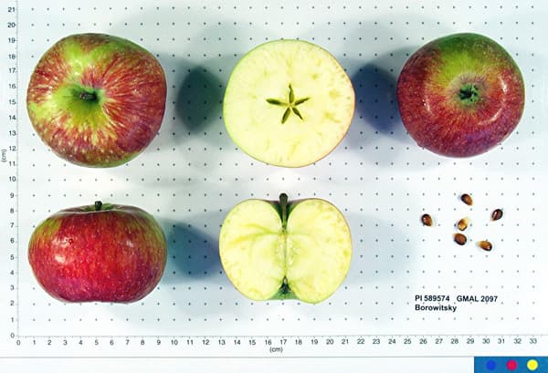 Borowitsky apple